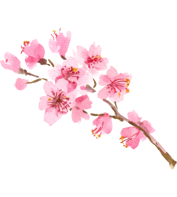 watercolor image of cherry blossoms